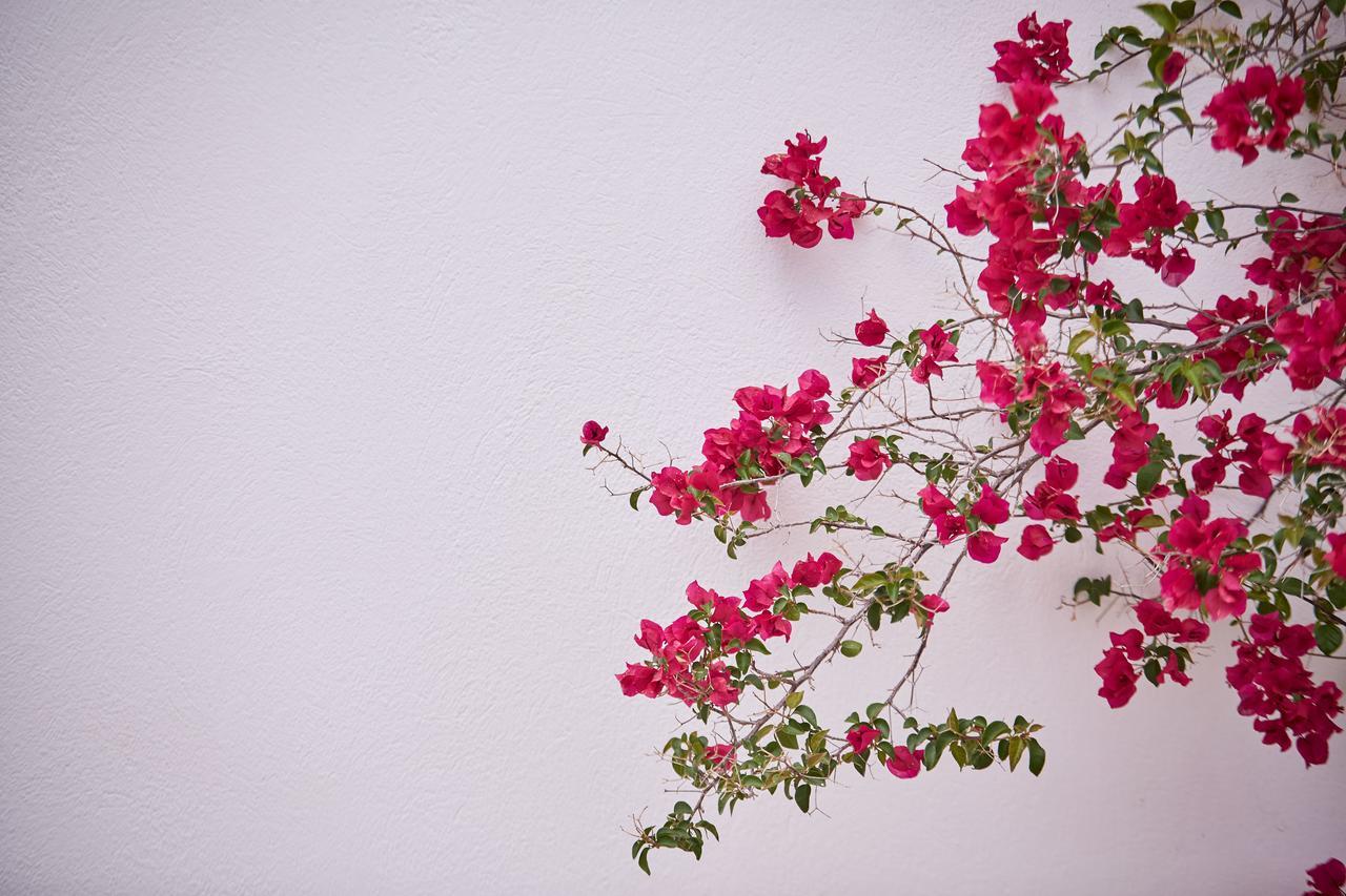 Spetses Retreat Accommodation ภายนอก รูปภาพ